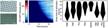 Graphical abstract: A passive-flow microfluidic device for imaging latent HIV activation dynamics in single T cells