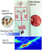 Graphical abstract: Measurement of the entrainment window of islets of Langerhans by microfluidic delivery of a chirped glucose waveform