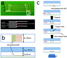 Graphical abstract: A microfluidic platform reveals differential response of regulatory T cells to micropatterned costimulation arrays