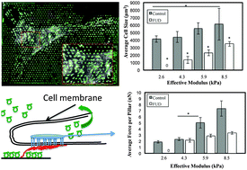 Graphical abstract: Fibronectin fibrillogenesis facilitates mechano-dependent cell spreading, force generation, and nuclear size in human embryonic fibroblasts