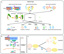 Graphical abstract: Synthetic biology: applying biological circuits beyond novel therapies