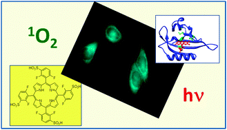 Graphical abstract: Intracellular singlet oxygen photosensitizers: on the road to solving the problems of sensitizer degradation, bleaching and relocalization