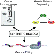 Graphical abstract: Synthetic biology approaches in cancer immunotherapy, genetic network engineering, and genome editing