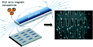 Graphical abstract: Magnetic micro-device for manipulating PC12 cell migration and organization