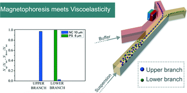 Graphical abstract: Magnetophoresis ‘meets’ viscoelasticity: deterministic separation of magnetic particles in a modular microfluidic device