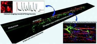Graphical abstract: Differentiation of neuroepithelial stem cells into functional dopaminergic neurons in 3D microfluidic cell culture