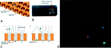 Graphical abstract: Self-seeding microwell chip for the isolation and characterization of single cells