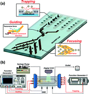 Graphical abstract: Lab on a chip for multiplexed immunoassays to detect bladder cancer using multifunctional dielectrophoretic manipulations