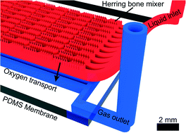Graphical abstract: Efficient gas–liquid contact using microfluidic membrane devices with staggered herringbone mixers