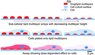 Graphical abstract: Quantitative dose–response curves from subcellular lipid multilayer microarrays