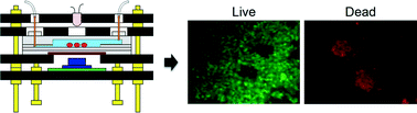 Graphical abstract: A cost-effective fluorescence mini-microscope for biomedical applications