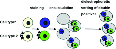 Graphical abstract: Efficient cell pairing in droplets using dual-color sorting