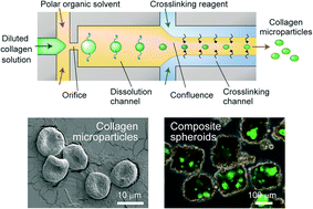 Graphical abstract: Cell-sized condensed collagen microparticles for preparing microengineered composite spheroids of primary hepatocytes