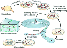Graphical abstract: Isolating single cells in a neurosphere assay using inertial microfluidics