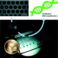 Graphical abstract: Microfluidic device for DNA amplification of single cancer cells isolated from whole blood by self-seeding microwells