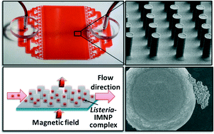Graphical abstract: Polymer-based microfluidic chip for rapid and efficient immunomagnetic capture and release of Listeria monocytogenes