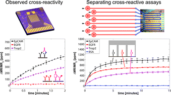 Graphical abstract: Microfluidic multiplexed partitioning enables flexible and effective utilization of magnetic sensor arrays