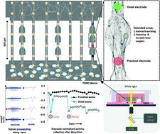 Graphical abstract: A microchannel device tailored to laser axotomy and long-term microelectrode array electrophysiology of functional regeneration