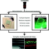 Graphical abstract: Multi-layered, membrane-integrated microfluidics based on replica molding of a thiol–ene epoxy thermoset for organ-on-a-chip applications
