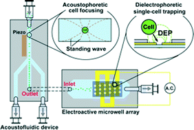 Graphical abstract: Highly efficient single cell arraying by integrating acoustophoretic cell pre-concentration and dielectrophoretic cell trapping