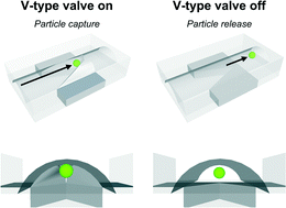 Graphical abstract: Programmable v-type valve for cell and particle manipulation in microfluidic devices