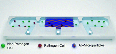 Graphical abstract: A two-stage microresistive pulse immunosensor for pathogen detection