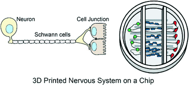 Graphical abstract: 3D printed nervous system on a chip