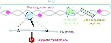 Graphical abstract: Analysis of single nucleic acid molecules in micro- and nano-fluidics