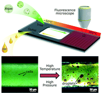 Graphical abstract: Biomass-to-biocrude on a chip via hydrothermal liquefaction of algae