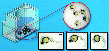 Graphical abstract: Assessment of biocompatibility of 3D printed photopolymers using zebrafish embryo toxicity assays