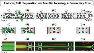 Graphical abstract: Continuous inertial microparticle and blood cell separation in straight channels with local microstructures