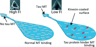 Graphical abstract: On-chip microtubule gliding assay for parallel measurement of tau protein species