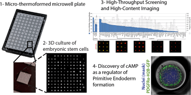 Graphical abstract: 3D high throughput screening and profiling of embryoid bodies in thermoformed microwell plates