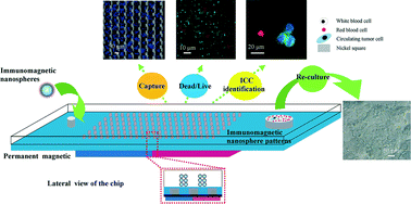 Graphical abstract: A chip assisted immunomagnetic separation system for the efficient capture and in situ identification of circulating tumor cells