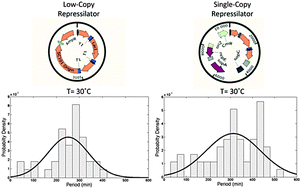 Graphical abstract: Single-cell kinetics of a repressilator when implemented in a single-copy plasmid