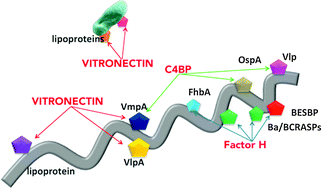 Graphical abstract: Exploitation of complement regulatory proteins by Borrelia and Francisella