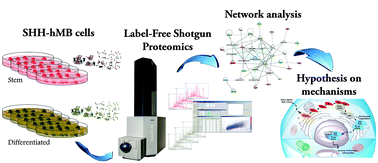 Graphical abstract: Proteomic analysis of human sonic hedgehog (SHH) medulloblastoma stem-like cells
