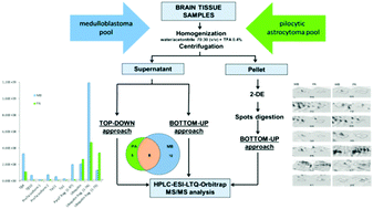 Graphical abstract: Integrated proteomic platforms for the comparative characterization of medulloblastoma and pilocytic astrocytoma pediatric brain tumors: a preliminary study