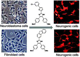 Graphical abstract: Synthetic small molecules that induce neuronal differentiation in neuroblastoma and fibroblast cells