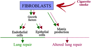 Graphical abstract: Cigarette smoke alters the proteomic profile of lung fibroblasts