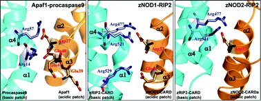 Graphical abstract: Structural and functional insights into CARDs of zebrafish (Danio rerio) NOD1 and NOD2, and their interaction with adaptor protein RIP2