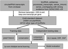 Graphical abstract: PredcircRNA: computational classification of circular RNA from other long non-coding RNA using hybrid features