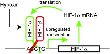 Graphical abstract: Probing the epigenetic regulation of HIF-1α transcription in developing tissue