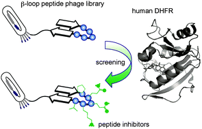 Graphical abstract: Dihydrofolate reductase inhibitory peptides screened from a structured designed β-loop peptide library displayed on phage
