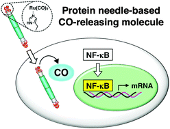 Graphical abstract: A metal carbonyl–protein needle composite designed for intracellular CO delivery to modulate NF-κB activity