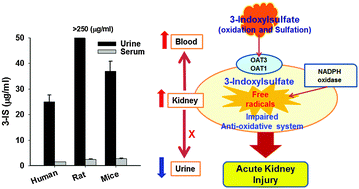 Graphical abstract: Discovery of urinary metabolomic biomarkers for early detection of acute kidney injury