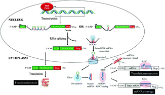 Graphical abstract: A multiplexed miRNA and transgene expression platform for simultaneous repression and expression of protein coding sequences
