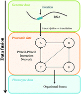Graphical abstract: Fusion of genomic, proteomic and phenotypic data: the case of potyviruses