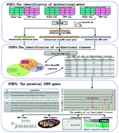 Graphical abstract: Identification of potential COPD genes based on multi-omics data at the functional level