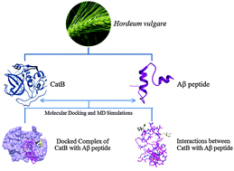 Graphical abstract: Molecular modeling approach to explore the role of cathepsin B from Hordeum vulgare in the degradation of Aβ peptides